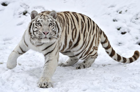 тигр, альбинос, снег, зима