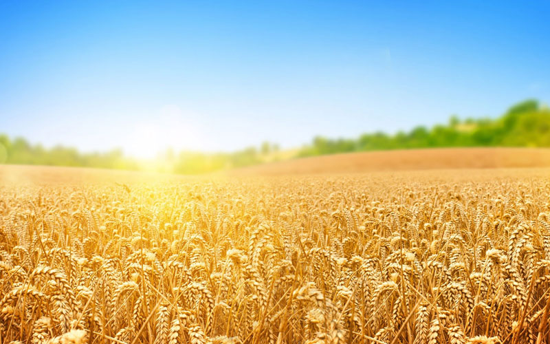 поле, пшеница, колосья