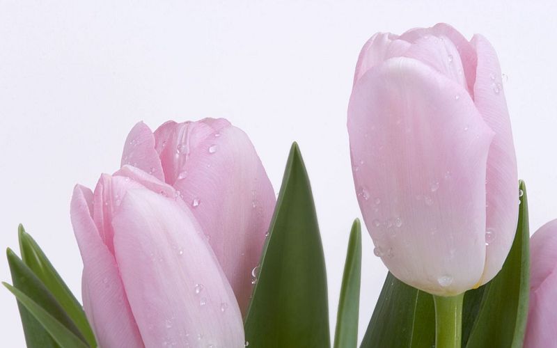 тюльпаны, тюльпан, розовый тюльпан