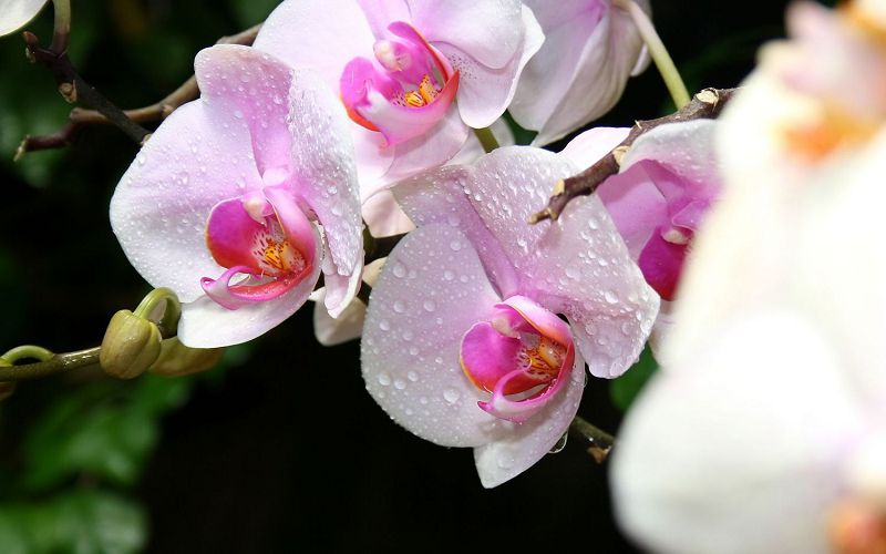 орхидеи, орхидея