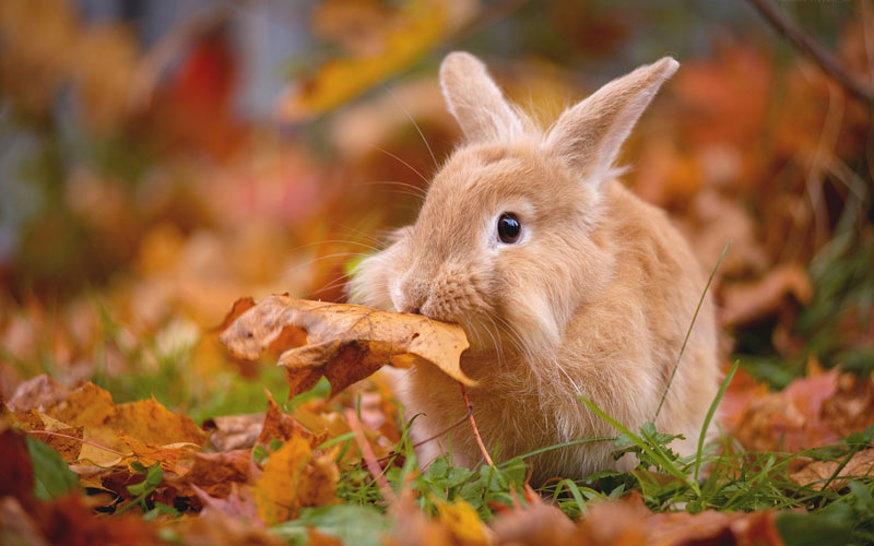кролик, заяц, лист
