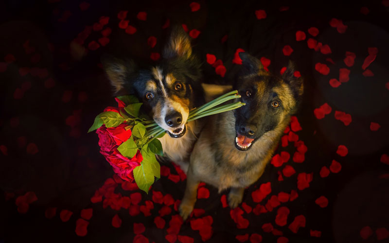 Собаки, цветы, розы, красная роза