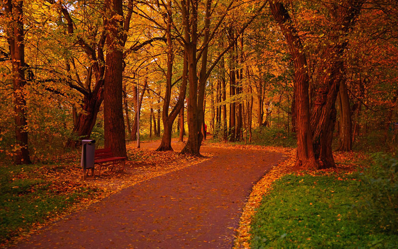 Деревья, Парк, Осень