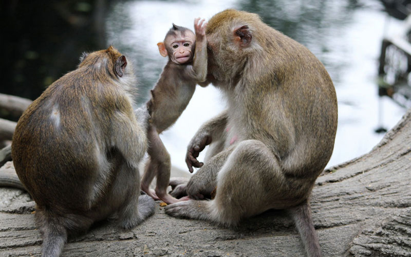 обезьяны