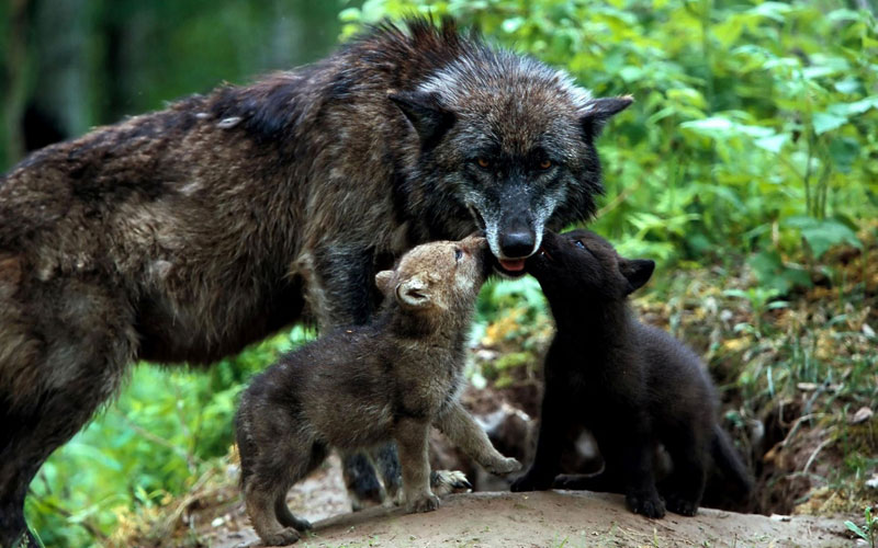 волк, волчица, волчата, семья волков
