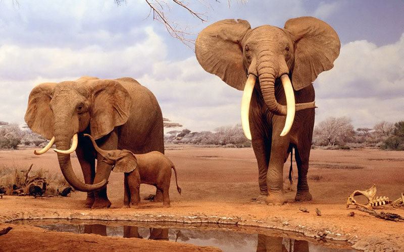 слон, слоненок, семья