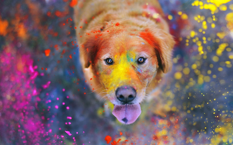 собака, холи, фестиваль красок