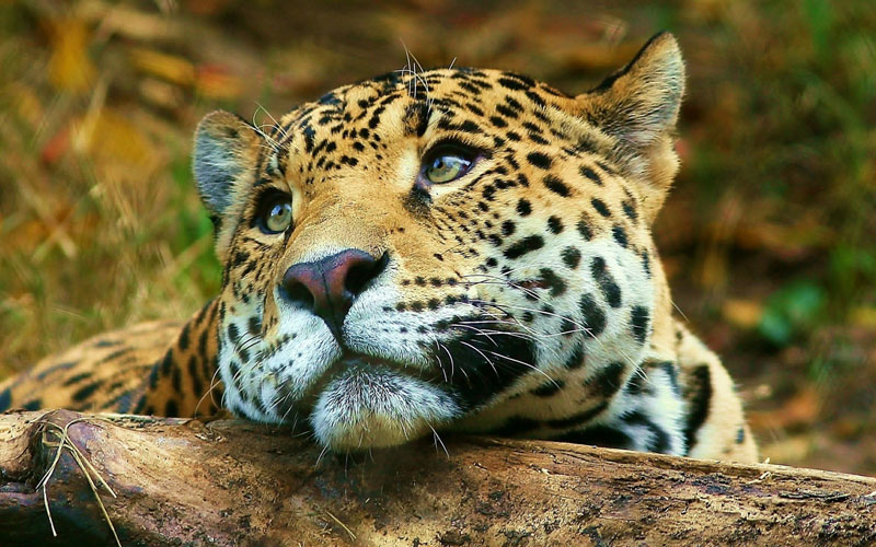 леопард, кошка