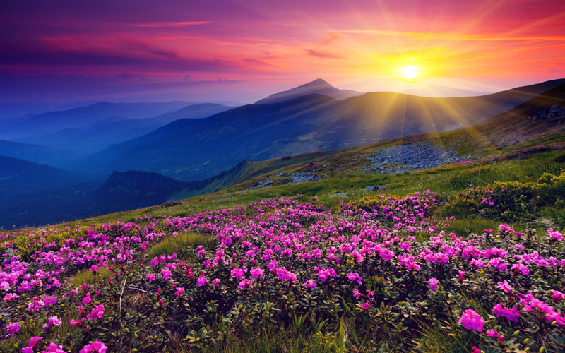 солнце, горы, цветы
