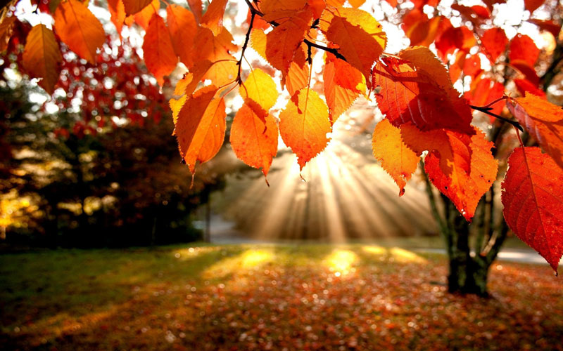 солнце, лучи, листья, осень