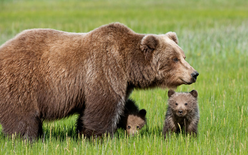 медведица, медвежонок, медведь