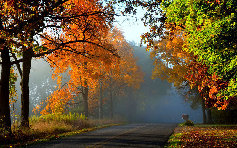 дорога, деревья, осень, туман