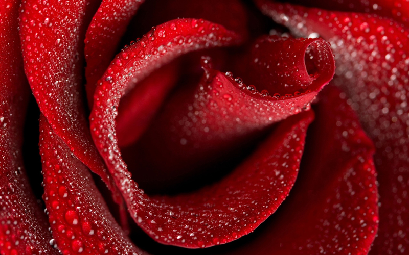 роза, красная роза, розы