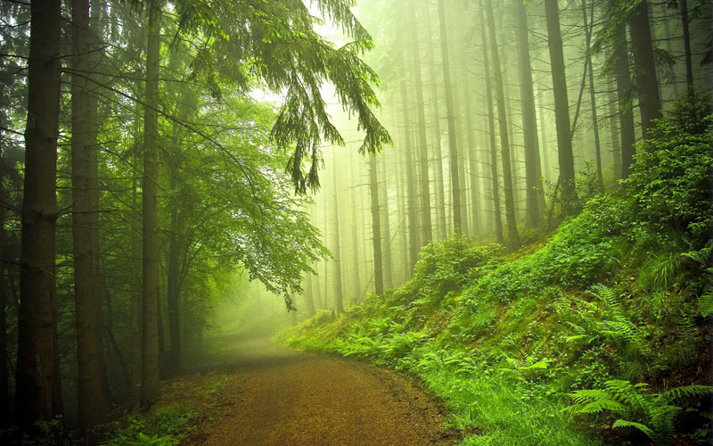 лес, деревья, дорога в лесу
