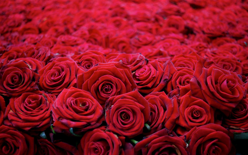 Розы, красные розы, роза